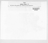Anthina filaris image